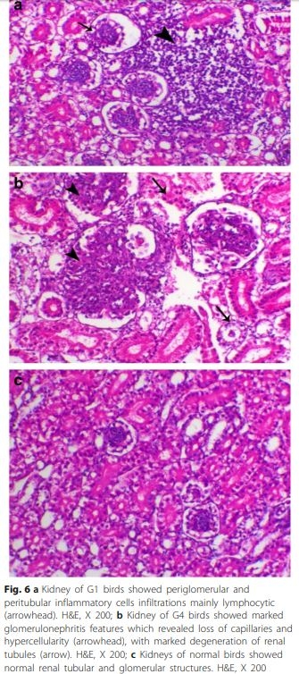 Interaction between avian influenza subtype H9N2 and Newcastle disease virus vaccine strain (LaSota) in chickens - Image 8