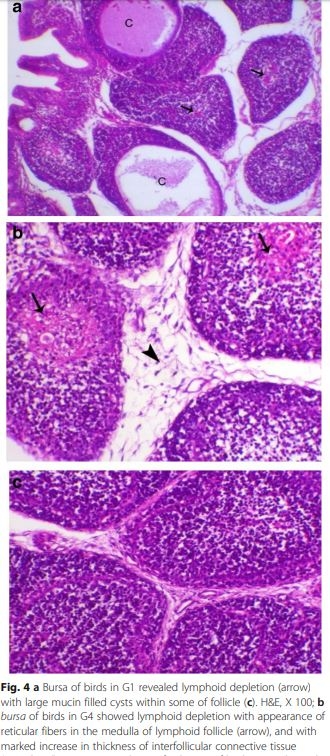 Interaction between avian influenza subtype H9N2 and Newcastle disease virus vaccine strain (LaSota) in chickens - Image 6