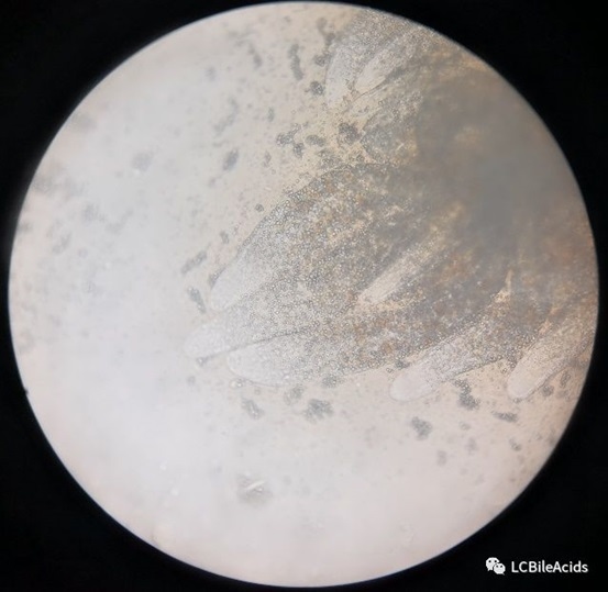 Importance of Bile Acids in Shrimp Nutrition and Hepatopancreas - Image 2