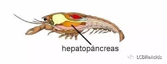 Importance of Bile Acids in Shrimp Nutrition and Hepatopancreas - Image 1