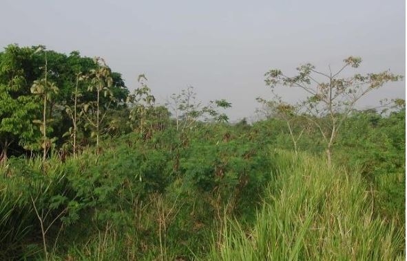 Use and performance of leucaena (Leucaena leucocephala) in Venezuelan animal production systems - Image 2