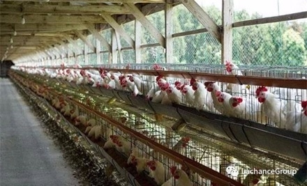 Characteristics and prevention of disease in autumn egg hens - Image 1