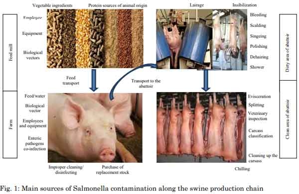 A Review of Prevention and Control Methods of Salmonella species in ...