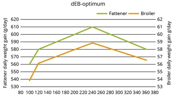 Precision nutrition for high performance broilers - Image 15