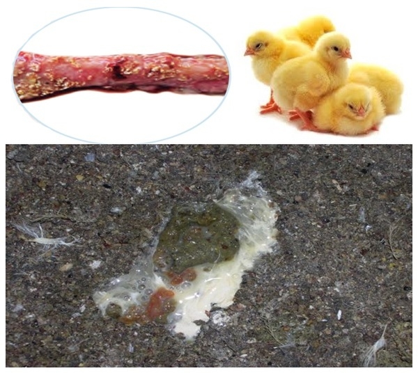 Precision nutrition for high performance broilers - Image 7