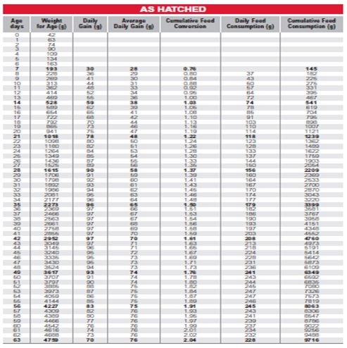 Precision nutrition for high performance broilers - Image 4