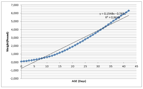 Precision nutrition for high performance broilers - Image 3