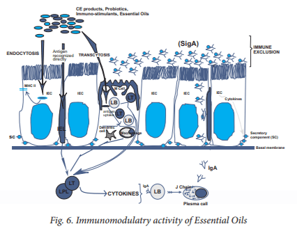 Essential oil fortification and their applications in poultry - Image 5
