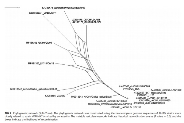 Near-Complete Genome Sequence of Infectious Bronchitis Virus Strain VFAR-047 (GI-16 Lineage), Isolated in Peru - Image 1