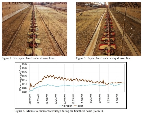 Does Placing Paper Under Drinker Lines Improve Chick Performance? - Image 2