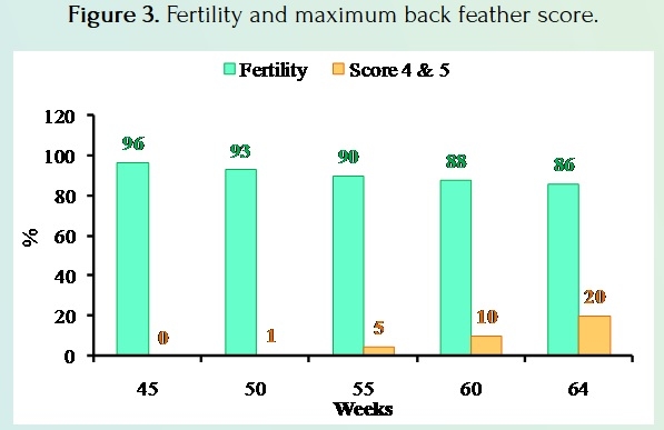 How to Improve the Fertility and Hatchability in Broiler Breeders - Image 4