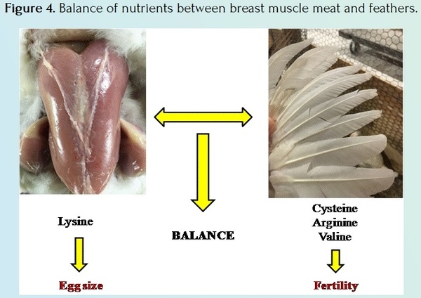 How to Improve the Fertility and Hatchability in Broiler Breeders - Image 5