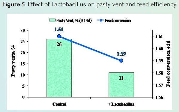 Pasty Vents in Broiler Chickens - Image 5