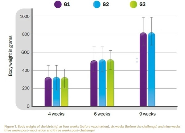 Approach to Genotype VII Newcastle Disease with a high incidence in the Middle East Region and North Africa - Image 3