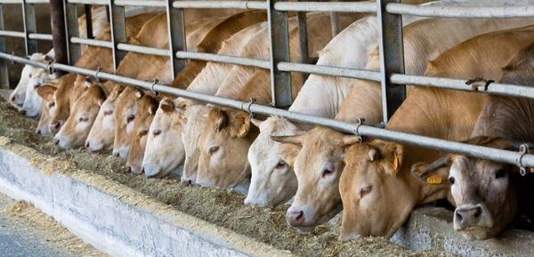 Actisaf® and Safmannan® help reduce microbial contamination in beef cattle carcasses - Image 1