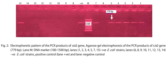 Genetic Variation among Avian Pathogenic E. coli Strains Isolated from Broiler Chickens - Image 4