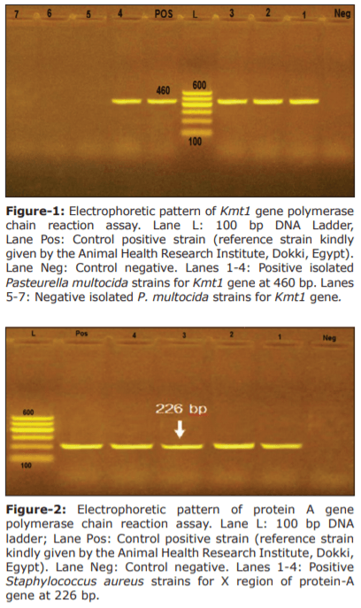Prevalence, molecular typing, and antimicrobial resistance of bacterial pathogens isolated from ducks - Image 6