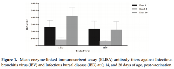 Field Efficacy of an Attenuated Infectious Bronchitis Variant 2 Virus Vaccine in Commercial Broiler Chickens - Image 3
