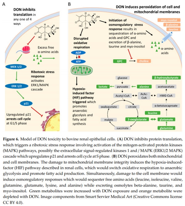 The Mycotoxin Deoxynivalenol Significantly Alters the Function and Metabolism of Bovine Kidney Epithelial Cells In Vitro - Image 6