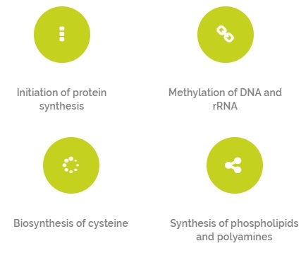 Nutraceutical as adjuvant to methionine - Image 1