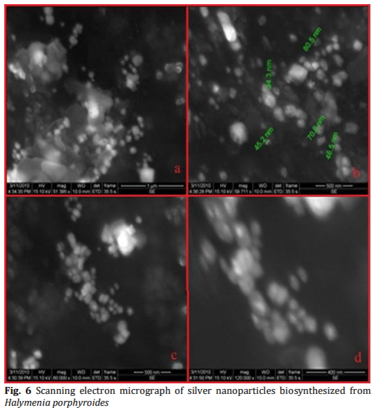 Biosynthesis and Characterization of Silver Nanoparticles from Marine Macroscopic Red Seaweed Halymenia porphyroides Boergesen (Crypton) - Image 7