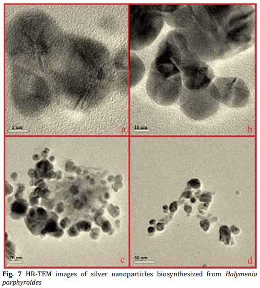 Biosynthesis and Characterization of Silver Nanoparticles from Marine Macroscopic Red Seaweed Halymenia porphyroides Boergesen (Crypton) - Image 8