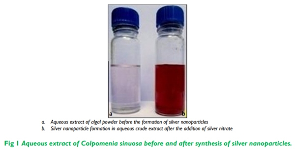 Biosynthesis and Characterization of Silver Nanoparticles from Marine Seaweed Colpomenia Sinuosa and its Antifungal Efficacy - Image 1