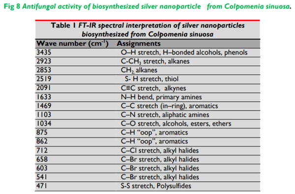 Biosynthesis and Characterization of Silver Nanoparticles from Marine Seaweed Colpomenia Sinuosa and its Antifungal Efficacy - Image 9