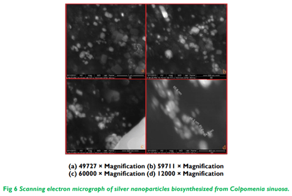 Biosynthesis and Characterization of Silver Nanoparticles from Marine Seaweed Colpomenia Sinuosa and its Antifungal Efficacy - Image 6