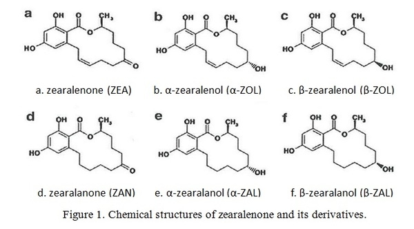 Zearalenone effect on swine reproduction and solution - Image 1