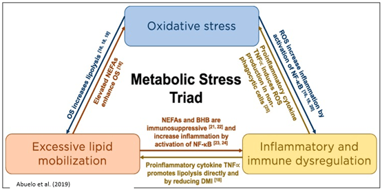 Balancing Fat Nutrition to Optimise Transition Cow Performance - Image 5