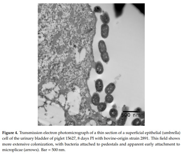 Intimate Attachment of Escherichia coli O157:H7 to Urinary Bladder Epithelium in the Gnotobiotic Piglet Model - Image 5