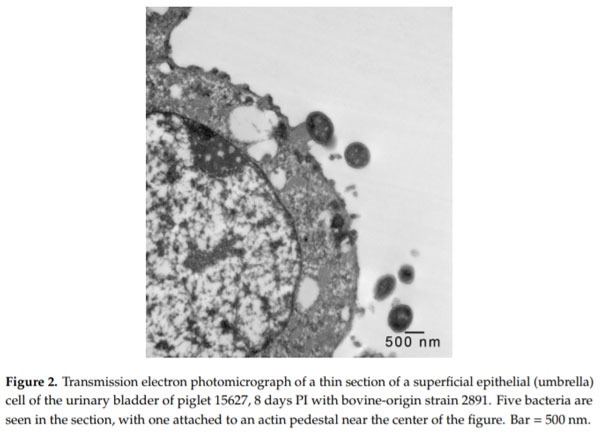 Intimate Attachment of Escherichia coli O157:H7 to Urinary Bladder Epithelium in the Gnotobiotic Piglet Model - Image 3