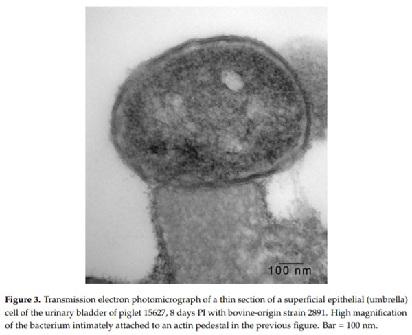 Intimate Attachment of Escherichia coli O157:H7 to Urinary Bladder Epithelium in the Gnotobiotic Piglet Model - Image 4