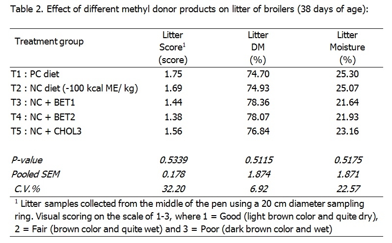 Natural Betaine – a nutritional aid in broiler production - Image 2