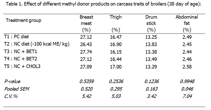 Natural Betaine – a nutritional aid in broiler production - Image 1