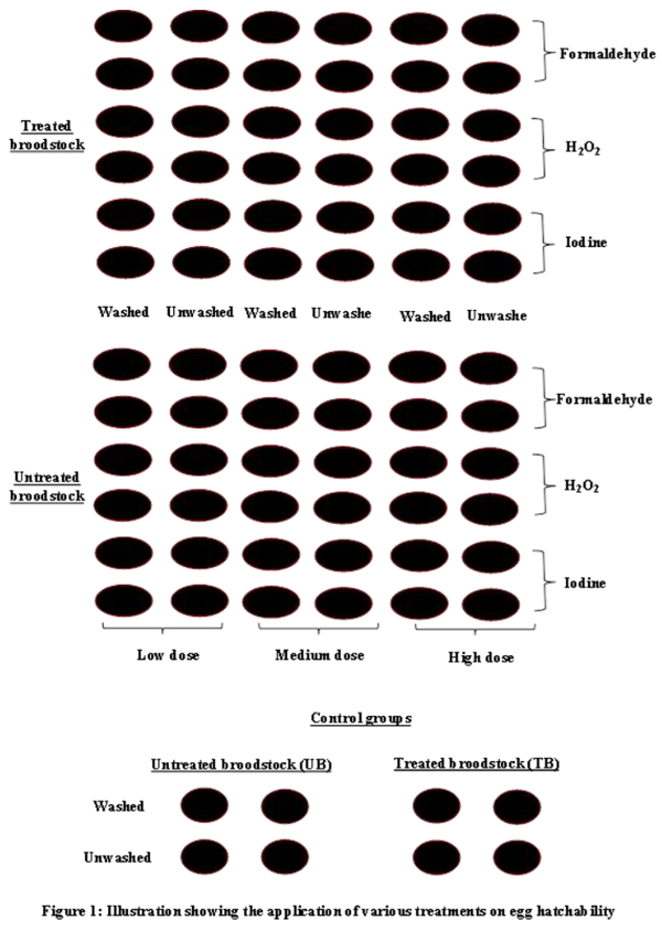 Use of Chemoprophylactic Agents in The Management of Clarias Gariepinus Seed Production - Image 1