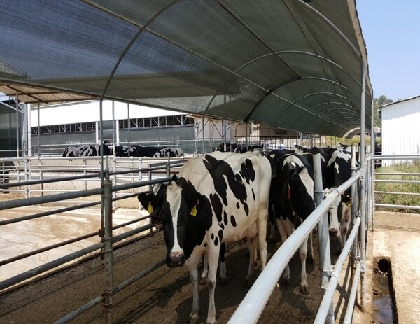 Thoughts and insights on some factors that can affect the effectiveness of heat stress mitigation in dairy farms - Image 1