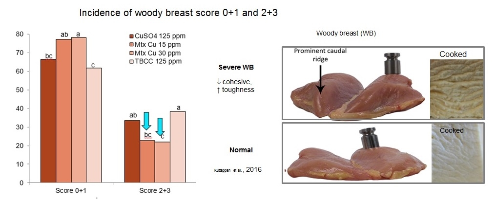 Benefits of Chelated Copper in Poultry Diet - Image 9
