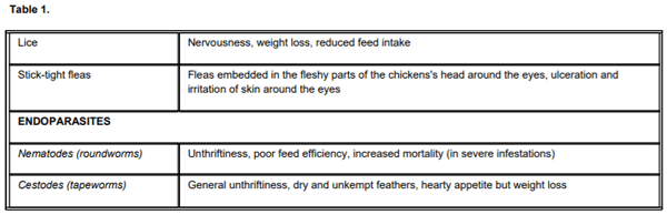 Factors Affecting Egg Production in Backyard Chicken Flocks - Image 4
