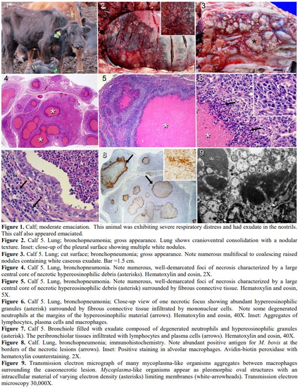 Mycoplasma bovis pneumonia in feedlot cattle and dairy calves in Argentina - Image 3