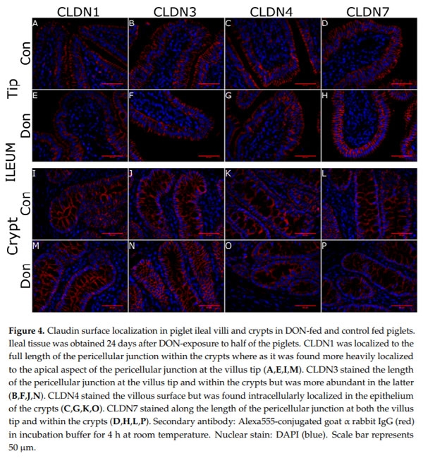 Molecular and Physiological Effects on the Small Intestine of Weaner Pigs Following Feeding with Deoxynivalenol-Contaminated Feed - Image 5