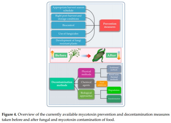 Mycotoxin Decontamination of Food: Cold Atmospheric Pressure Plasma versus “Classic” Decontamination - Image 5
