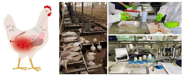 Growth promotion and alleviation of chronic intestinal inflammation by Lumance® in broilers under a dietary challenge - Image 1
