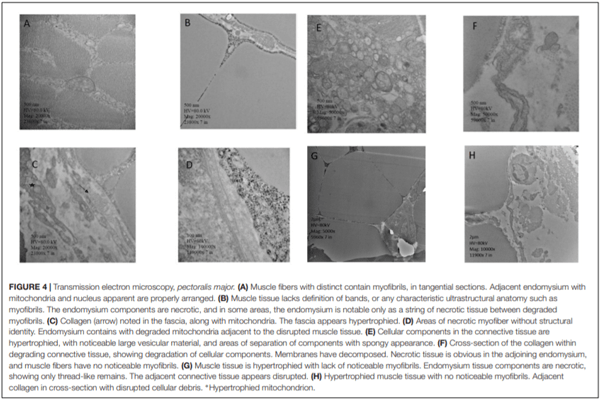 Evaluation of Bone Marrow Adipose Tissue and Bone Mineralization on Broiler Chickens Affected by Wooden Breast Myopathy - Image 5