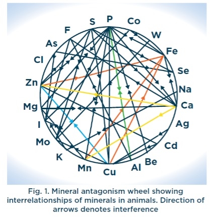 Not All Chelated Minerals are same - Image 1
