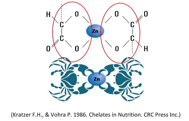 Not All Chelated Minerals are same - Image 3