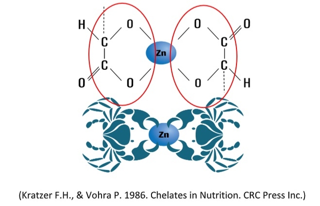 Not All Chelated Minerals are same | Engormix