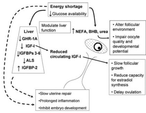 Feeding of Dam During Postpartum Period to Augment Fertility in Bovines: A Scientific Approach - Image 2