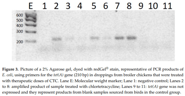 Determination of Chlortetracycline Residues, Antimicrobial Activity and Presence of Resistance Genes in Droppings of Experimentally Treated Broiler Chickens - Image 3